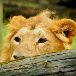 Rana, Male asiatic lion