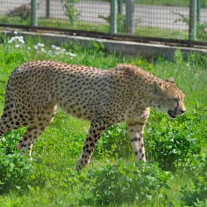 Cheetah/ Acinonyx jubatus