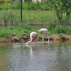 Greater flamingo/ Phoenicopterus roseus