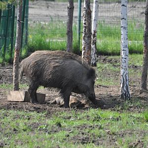 Wild boar/ Sus scrofa
