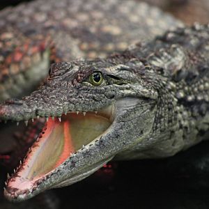 South African Nile crocodile