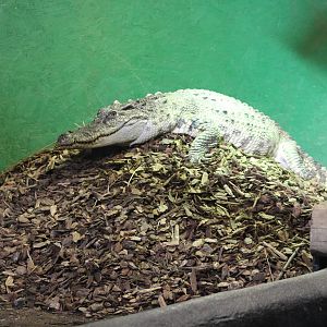 Siamese crocodile on nest