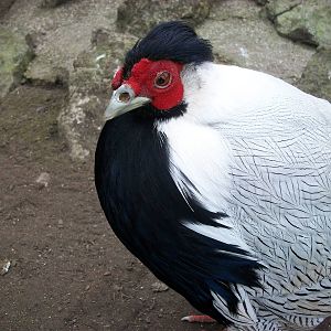 Sewerby Zoo, Silver Pheasant 1st April 2013