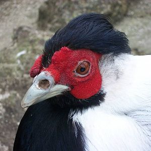 Sewerby Zoo, Silver Pheasant 1st April 2013