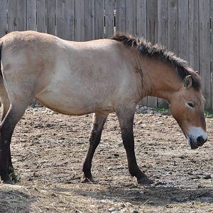 Przewalski`s wild horse/ Equus caballus przewalskii
