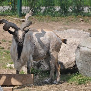 Turkmenian markhor/ Capra falconeri heptneri