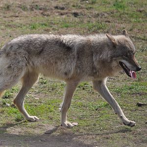 European grey wolf/ Canis lupus lupus
