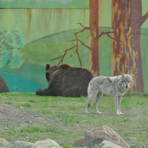 Brown bears and european wolves mixed enclosure