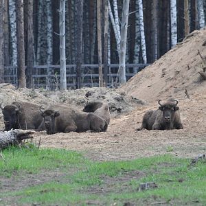 European wisent/ Bison bonasus