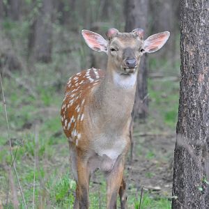 Ussuri sika deer/ Cervus nippon hortulorum (dybowskii)