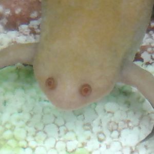 clawed frog albino