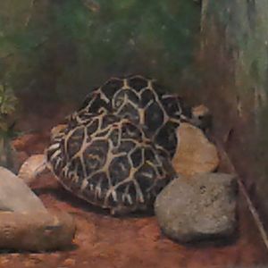 indian star tortoises