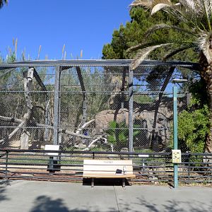 mandrill exhibit (for now)