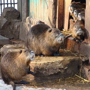 Myocastor coypus