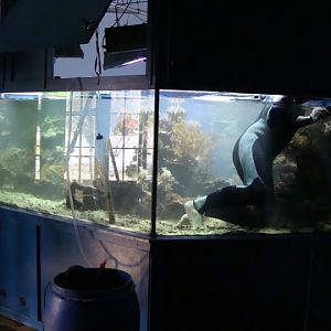 Cleaning the sea aquarium