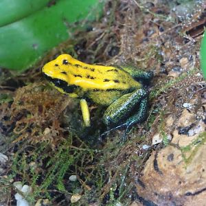 Phyllobates terribilis