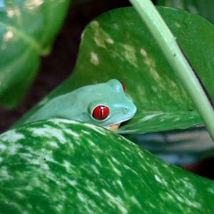 Agalychnis callidryas