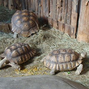 Geochelone sulcata