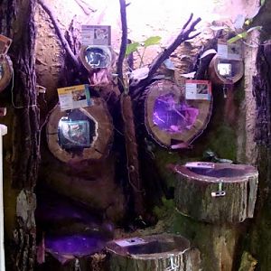 Terrariums of insects