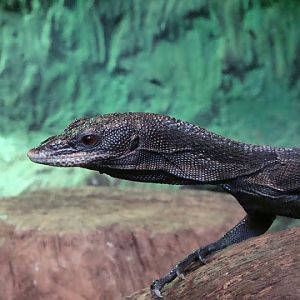 Varanus beccari