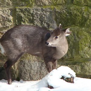 Elaphodus cephalophus - Female