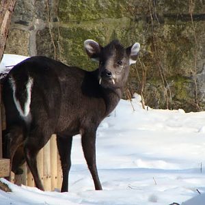 Elaphodus cephalophus - male