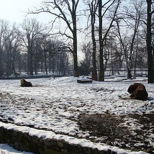 Paddock of Bison bonasus bonasus