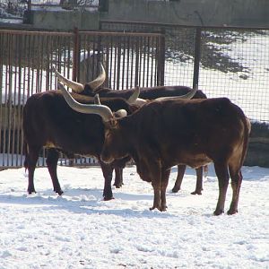 WATUSI (Bos taurus taurus watusi)