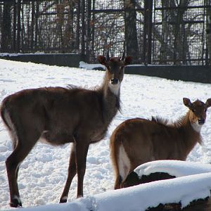 Boselaphus tragocamelus