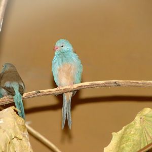 Ureginthus cyanocephala