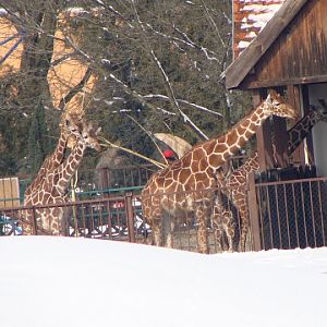 Giraffa camelopardalis reticulata