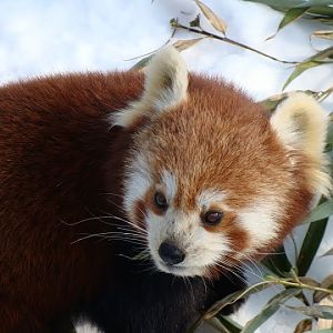Ailurus fulgens fulgens