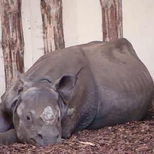 Rhinoceros unicornis