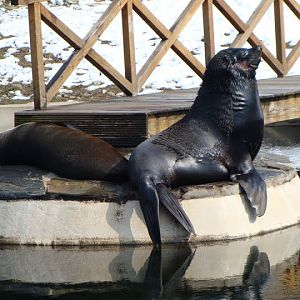 Arctocephalus pusillus pusillus