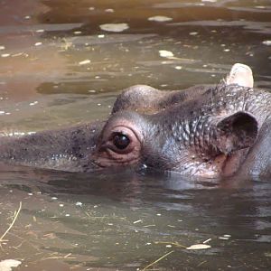 Hippopotamus amphibius