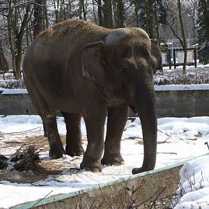 Elephas maximus