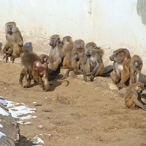 Papio cynocephalus