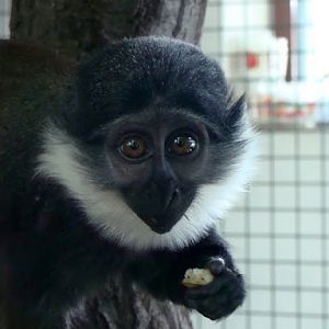 Cercopithecus lhoesti