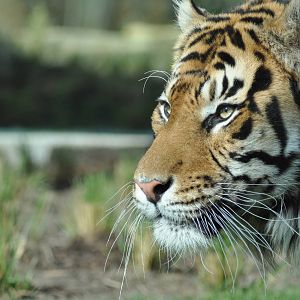 Jae Jae - Male Sumatran Tiger