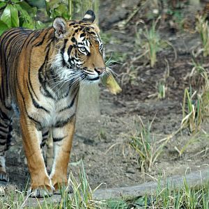 Melati - female sumatran tiger