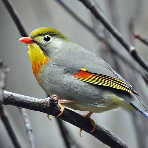 Red-billed Leiothrix