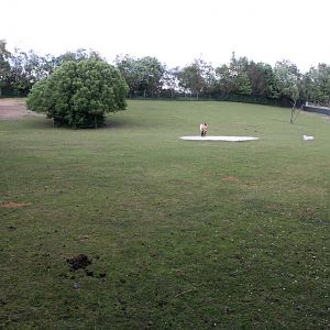 Givskud Zoo - Przewalski wild horse exhibit