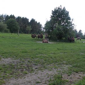 Givskud Zoo - Two-humped camel exhibit