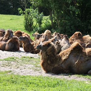 Givskud Zoo - Two-humped camels