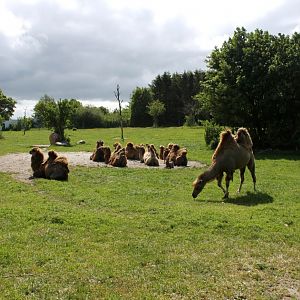 Givskud Zoo - Two-humped camel exhibit