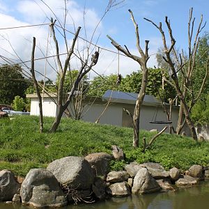 Givskud Zoo - Java macaque exhibit