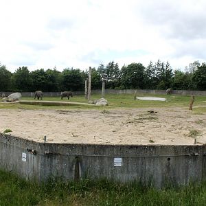 Givskud Zoo - Elephant exhibit