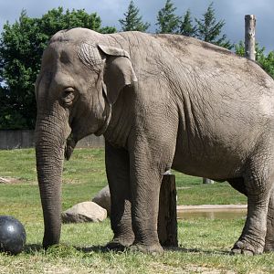 Givskud Zoo - Asian elephant