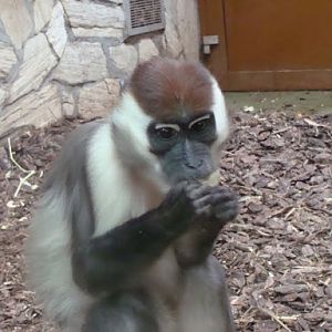 Cercocebus t.torquatus