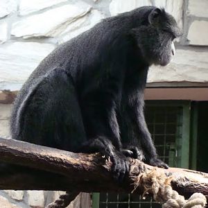 Cercopithecus n.nictitans